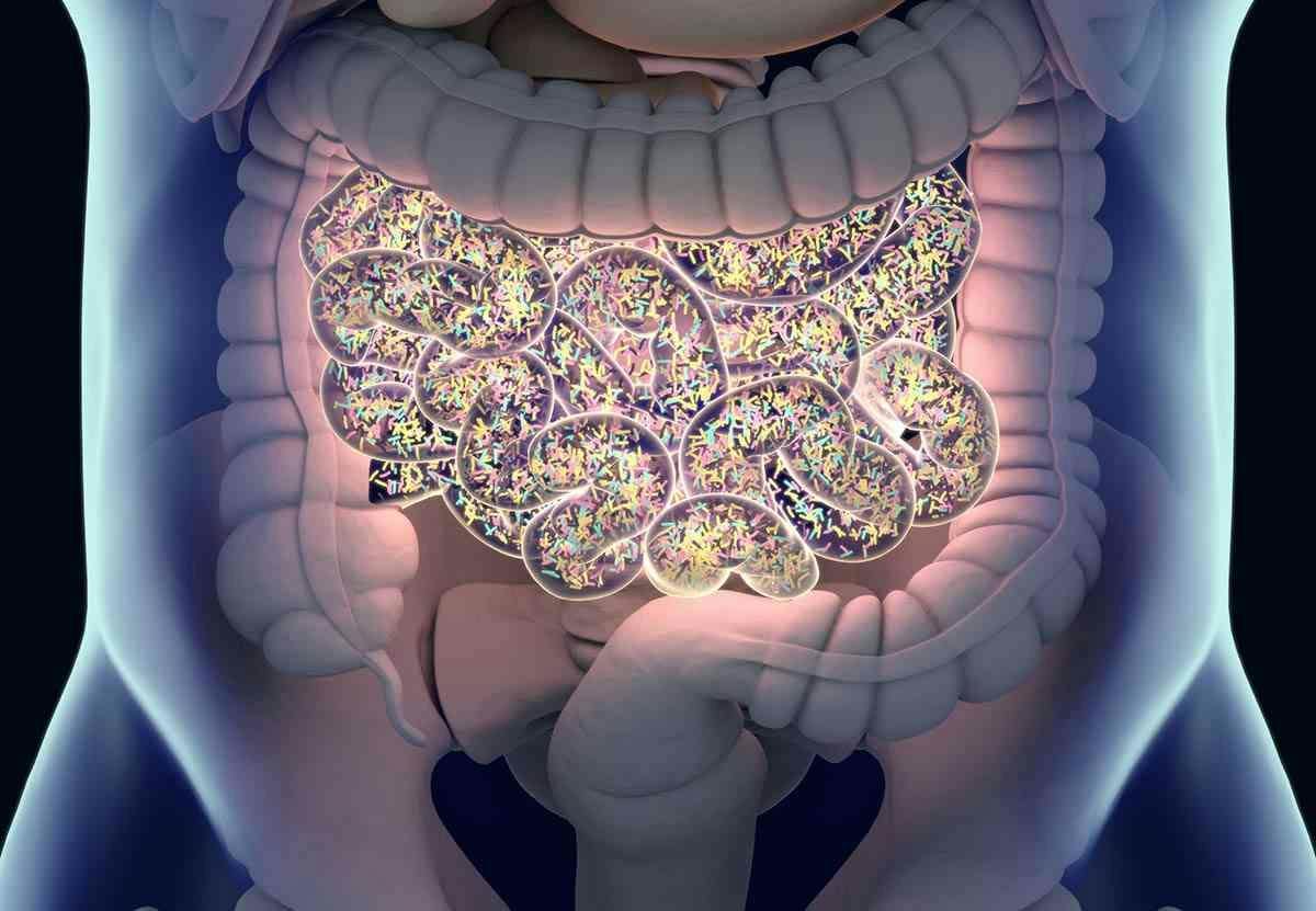 <p>Gut bacteria , gut flora, microbiome. Bacteria inside the small intestine, concept, representation. 3D illustration. Gut bacteria , gut flora, microbiome. Bacteria inside the small intestine, concept, representation. 3D illustration.</p>
