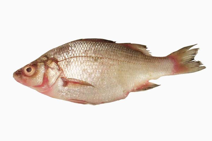 En fisk.