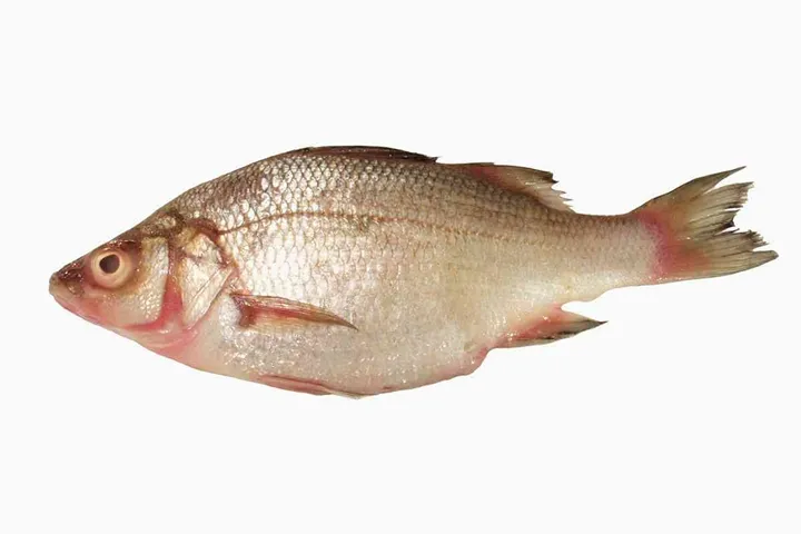 En fisk.