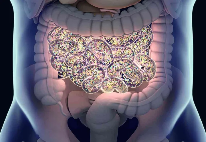 Gut bacteria , gut flora, microbiome. Bacteria inside the small intestine, concept, representation. 3D illustration. Gut bacteria , gut flora, microbiome. Bacteria inside the small intestine, concept, representation. 3D illustration.